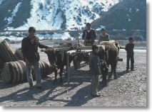 16303_bullock_cart_near_tanyeri_27_march_76.jpg