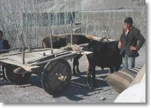 16304_bullock_cart_near_tanyeri_27_march_76.jpg